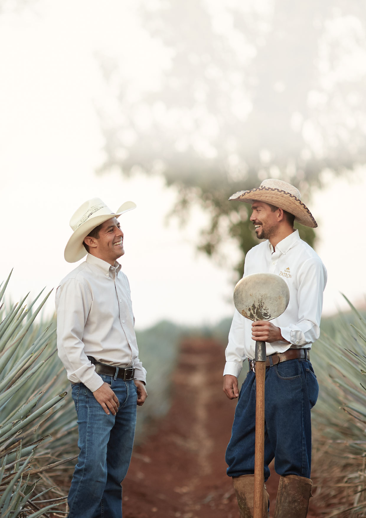Jimadores in the agave fields